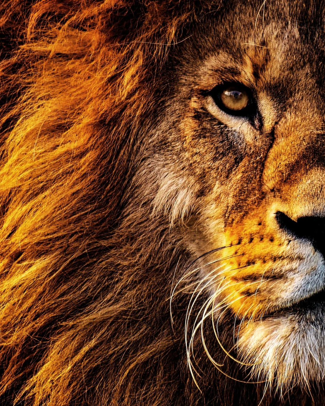 L'Ambre des Fauves EDP